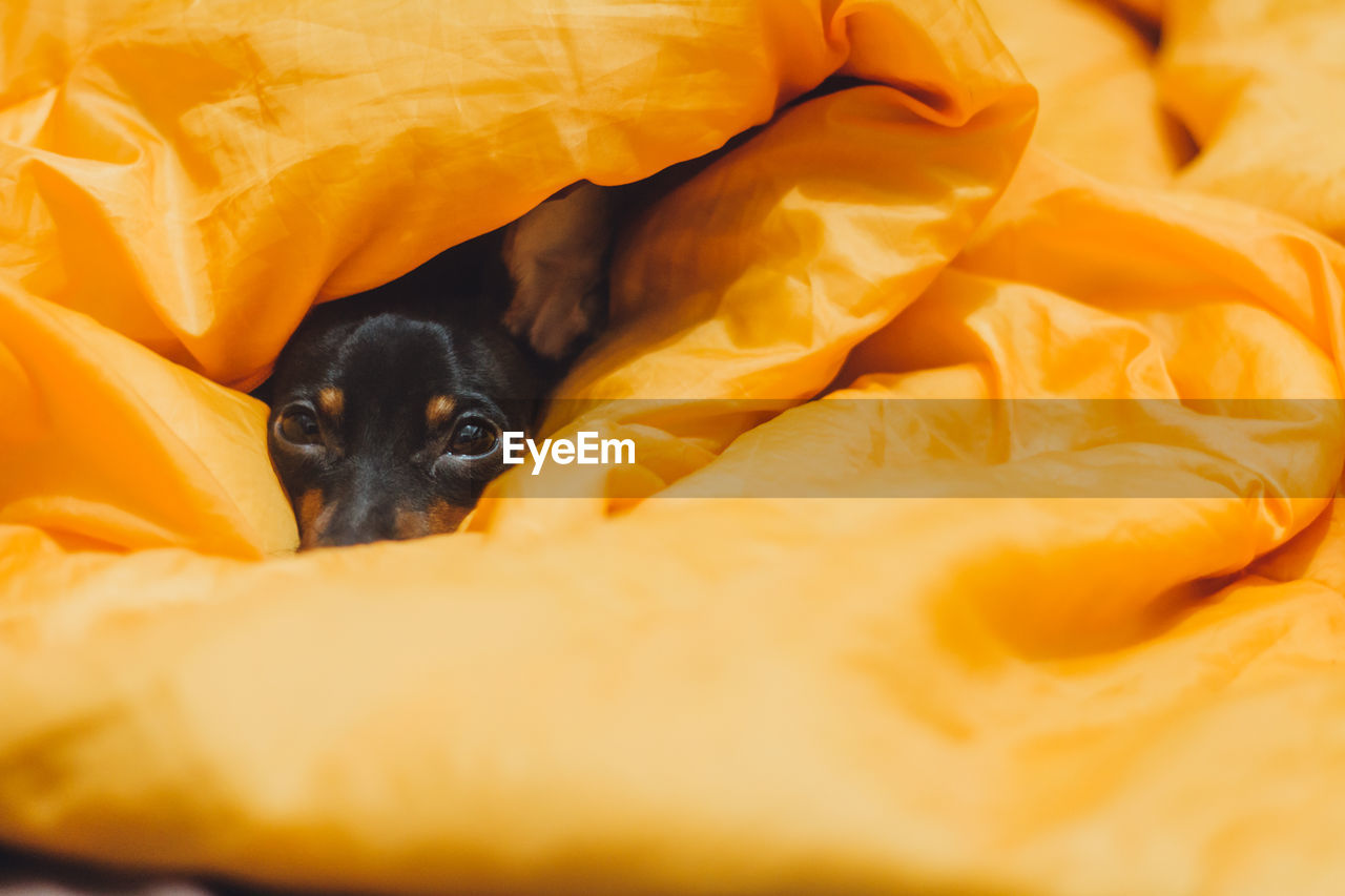 Portrait of dog under blanket on bed