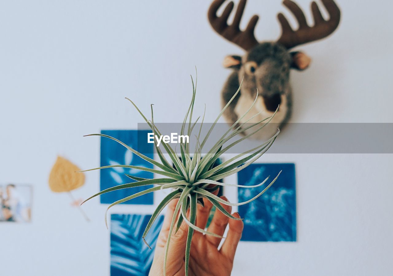 Cropped image of hand holding air plant against paintings and hunting trophy