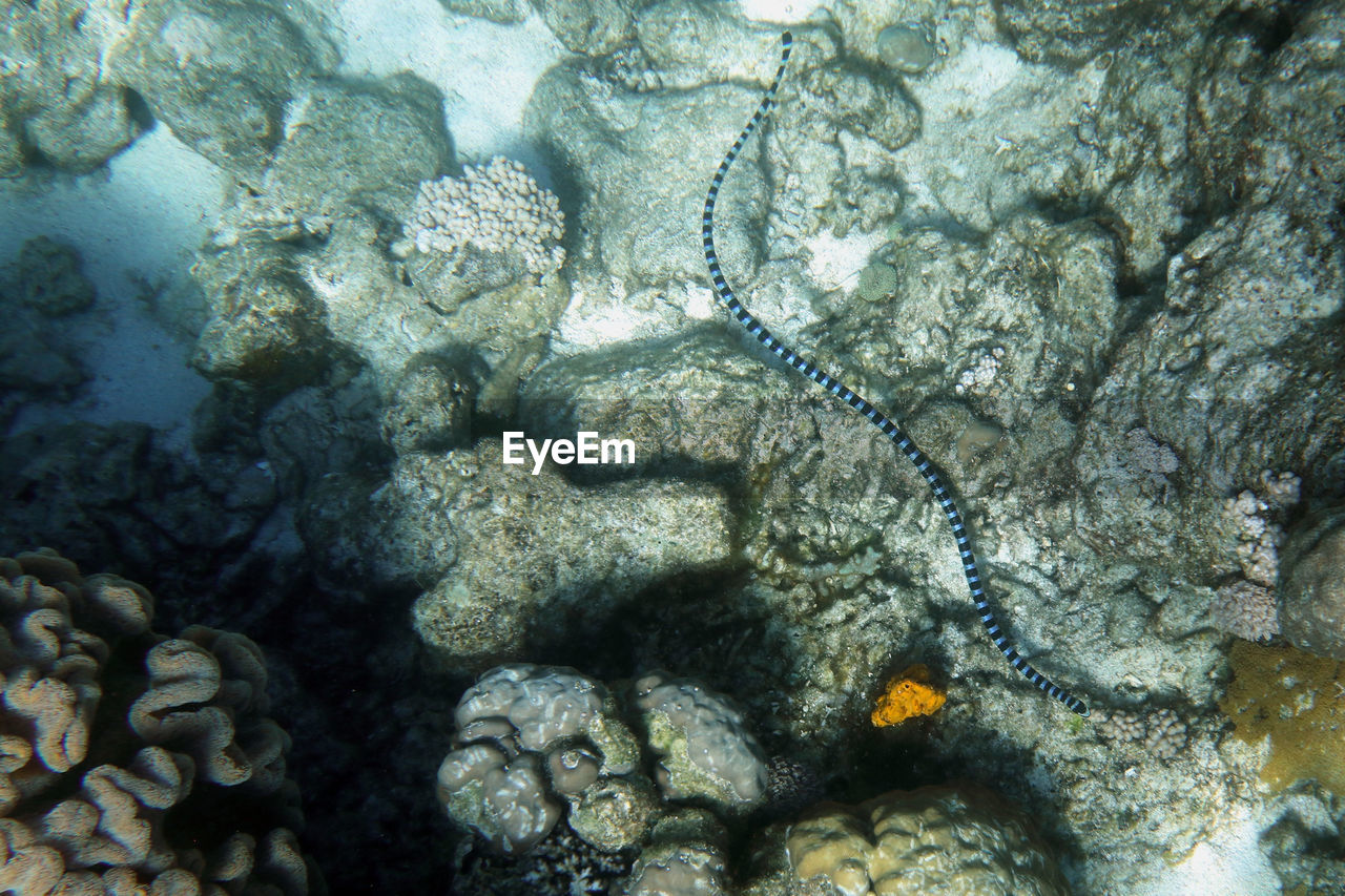 FISH SWIMMING UNDERWATER