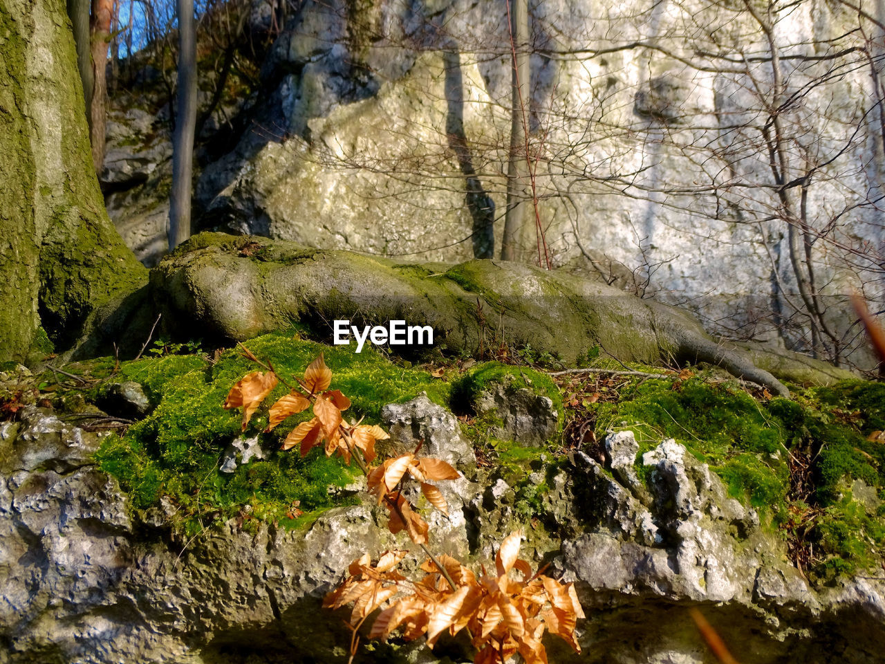 CLOSE-UP OF MOSS GROWING BY TREE IN FOREST