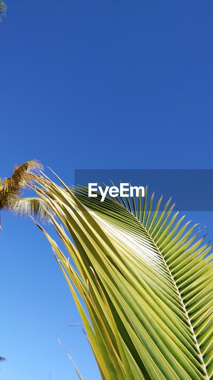 LOW ANGLE VIEW OF COCONUT PALM TREE AGAINST BLUE SKY