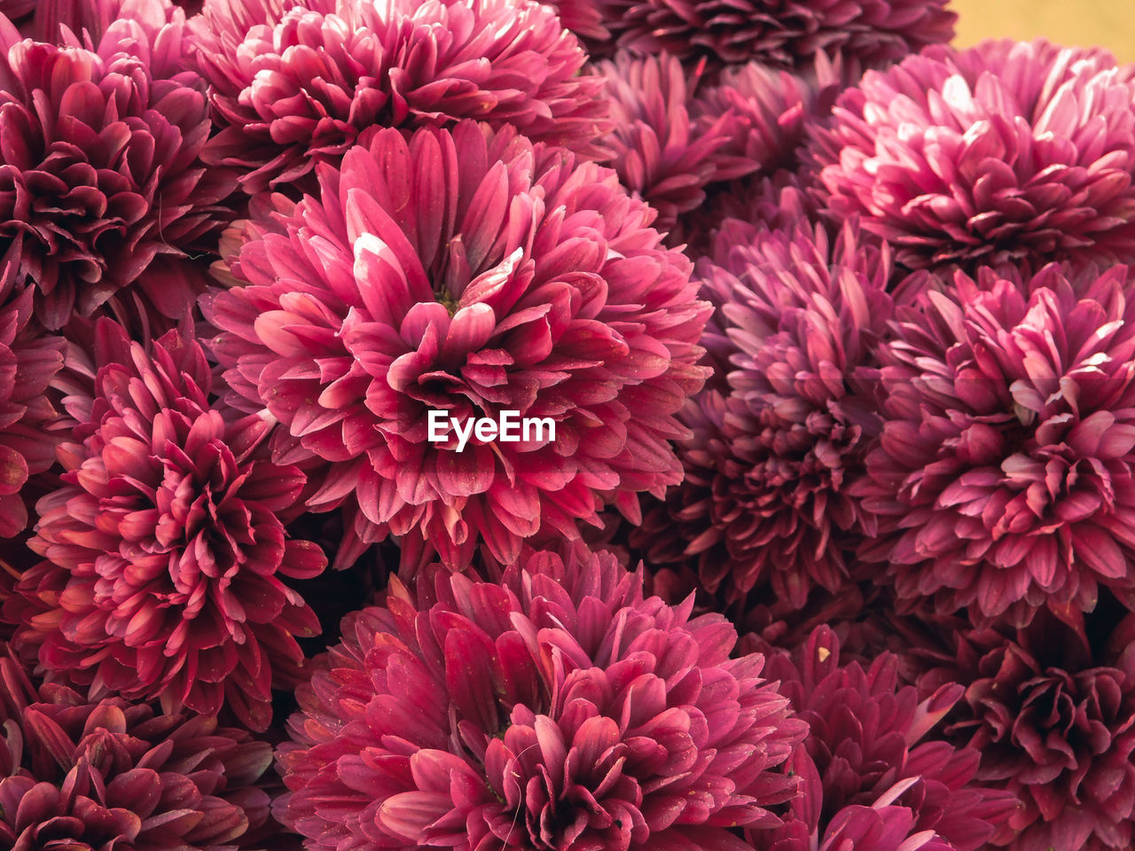 CLOSE-UP OF PINK FLOWERING PLANTS