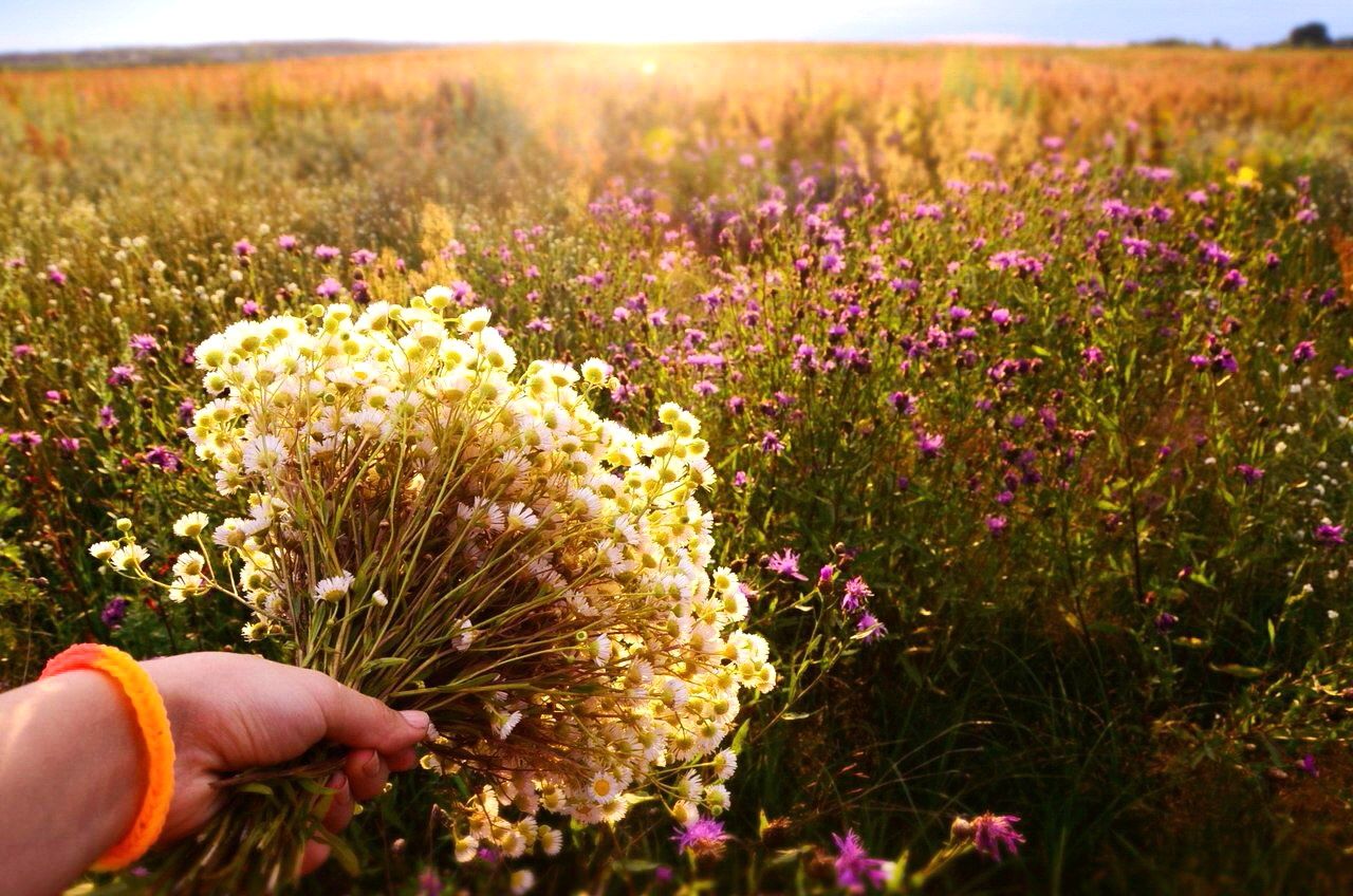 Cropped hand holding bunch of white flowers over field