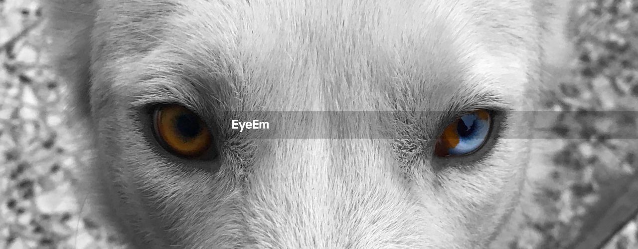 Close-up portrait of dog