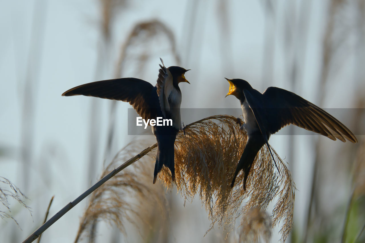 Close-up of bird