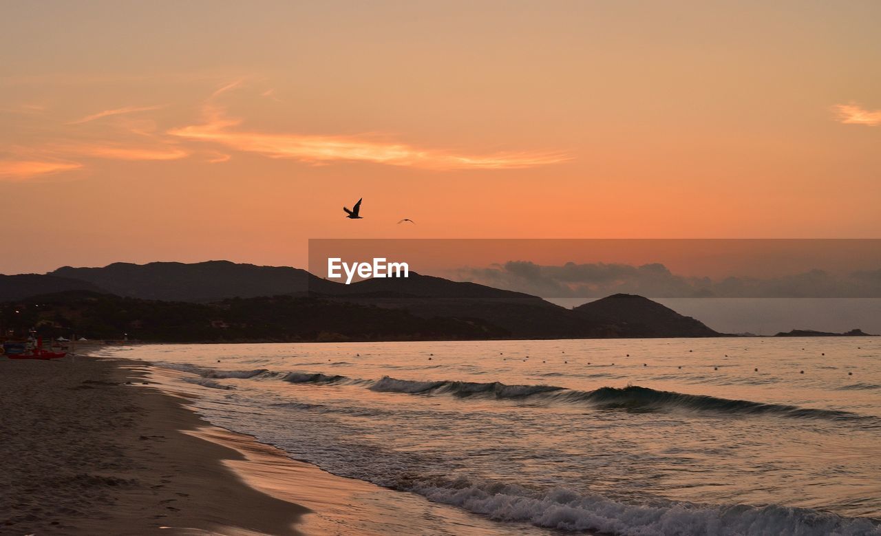 VIEW OF BIRDS FLYING OVER SEA