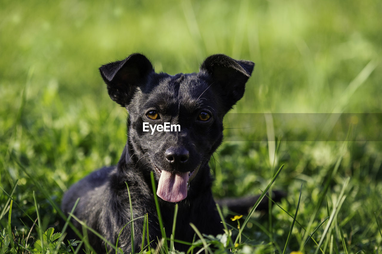 Portrait of black dog on field