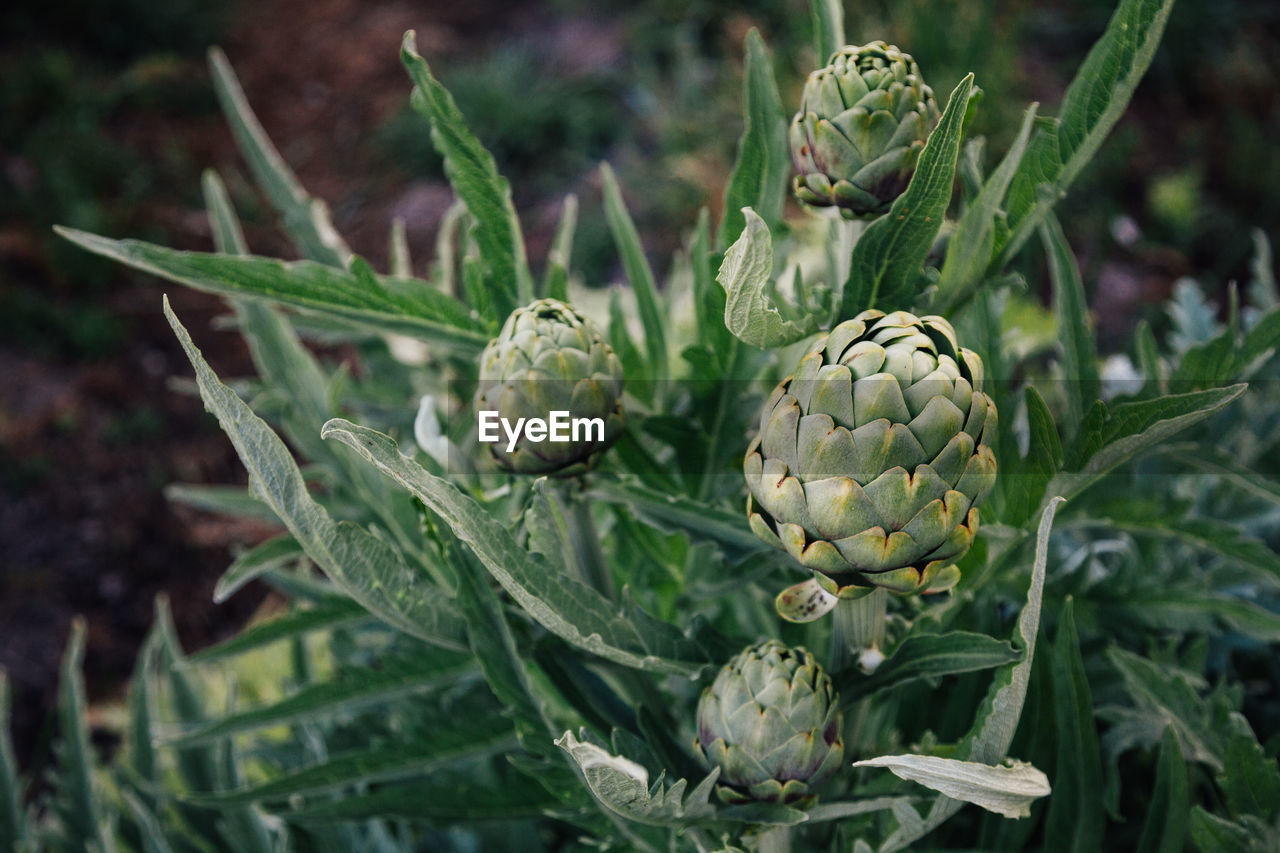 Close-up of artichokes