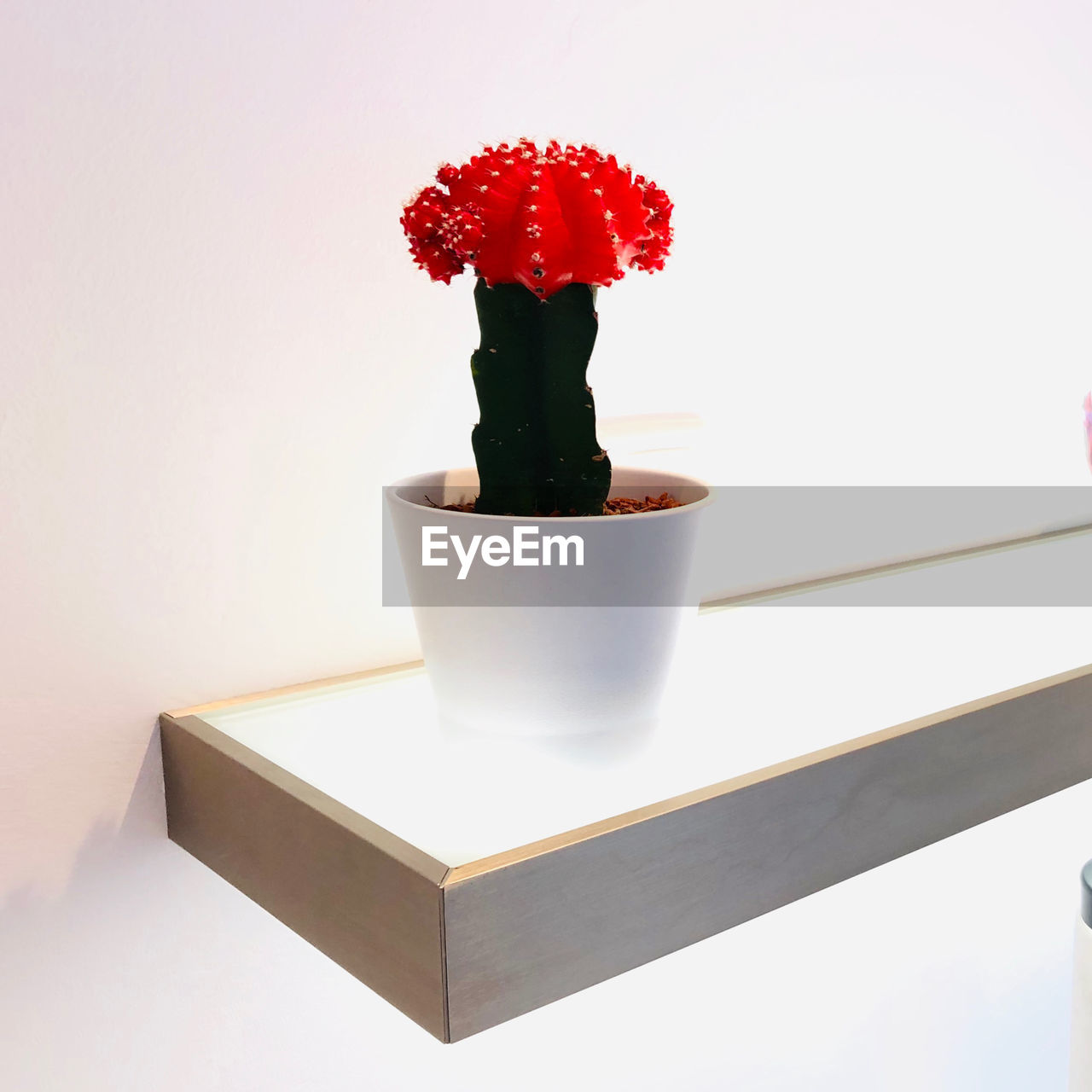 flower, plant, flowering plant, flowerpot, nature, indoors, red, vase, no people, freshness, table, container, decoration, studio shot, potted plant, growth, houseplant, flower head, beauty in nature, still life