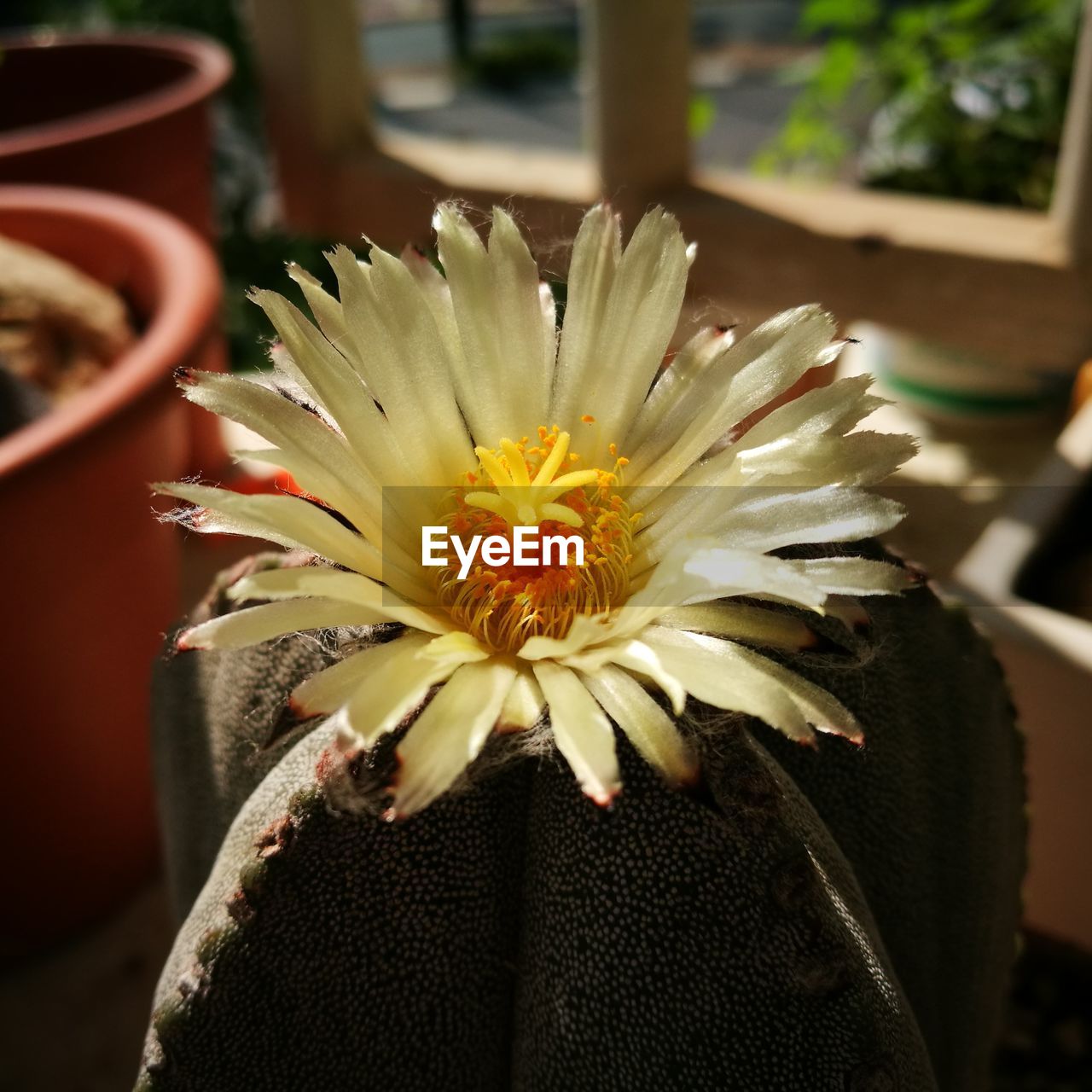 CLOSE-UP OF WHITE FLOWER WITH YELLOW PETALS