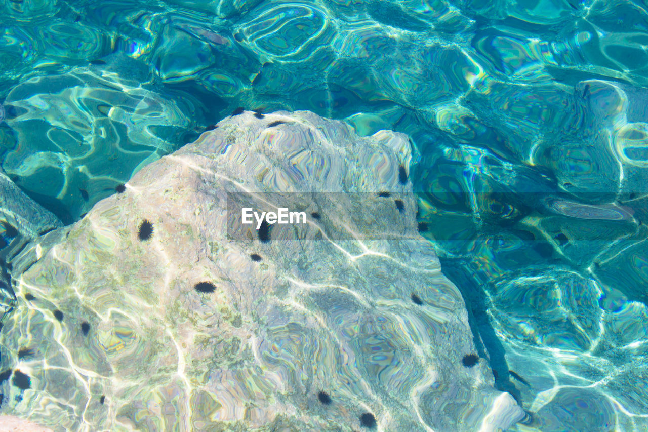 High angle view of sea urchins over rock in undersea