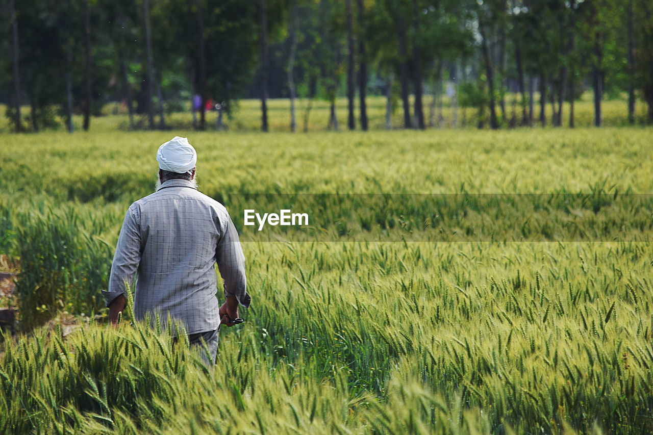 Rear view of farmer walking in agricultural field