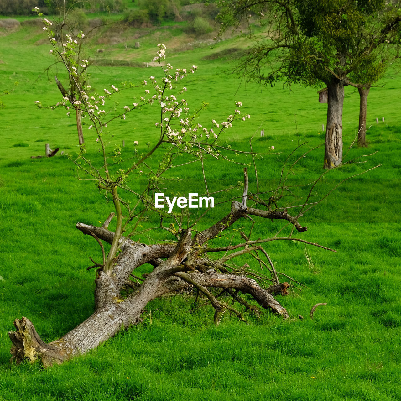 TREE ON FIELD