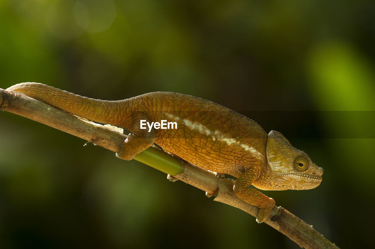 CLOSE-UP OF A LIZARD ON LEAF