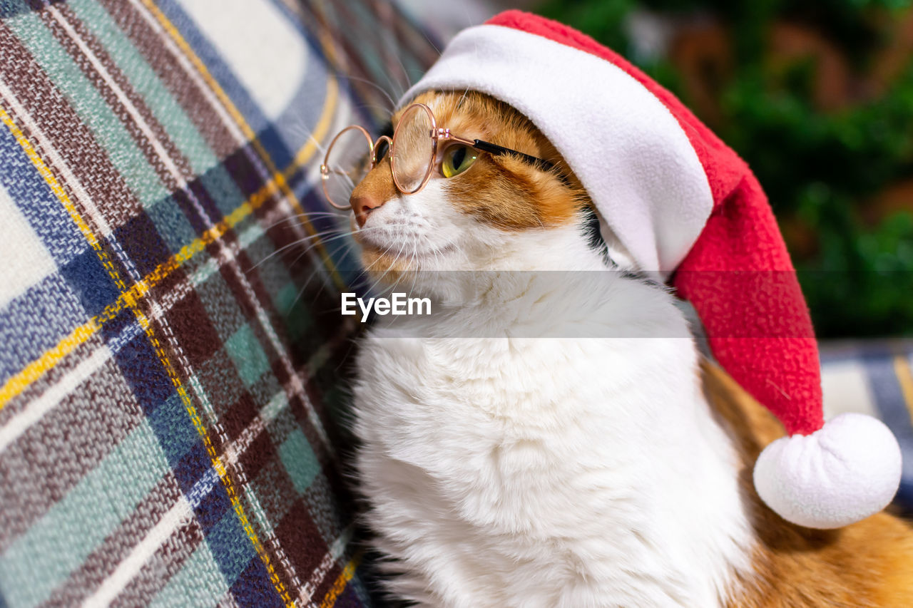 Adorable tricolor cat in a red christmas hat is reading a book. christmas concept