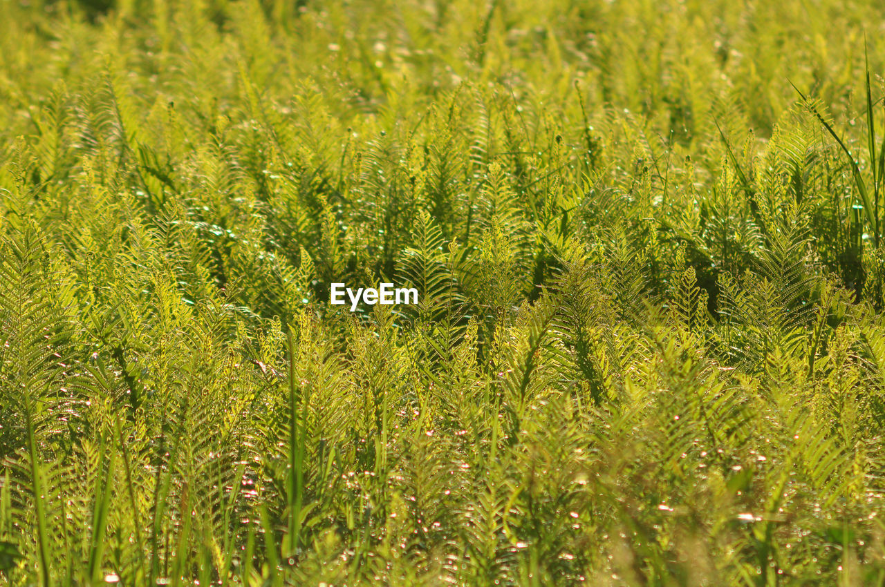 FULL FRAME SHOT OF LEAVES ON FIELD