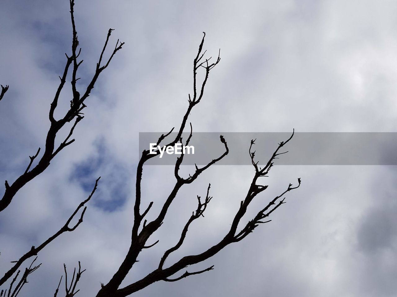 LOW ANGLE VIEW OF BARE TREES AGAINST SKY