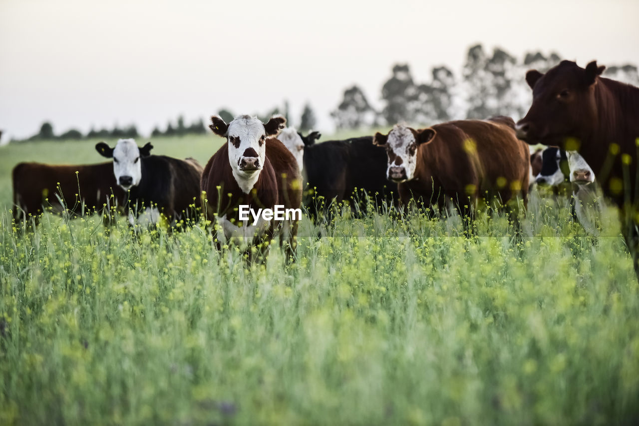 cows grazing on field