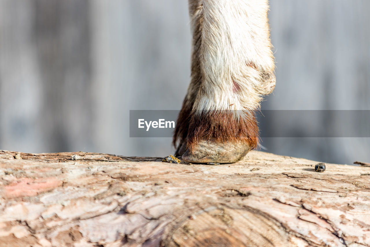 LOW SECTION OF HORSE ON WOOD