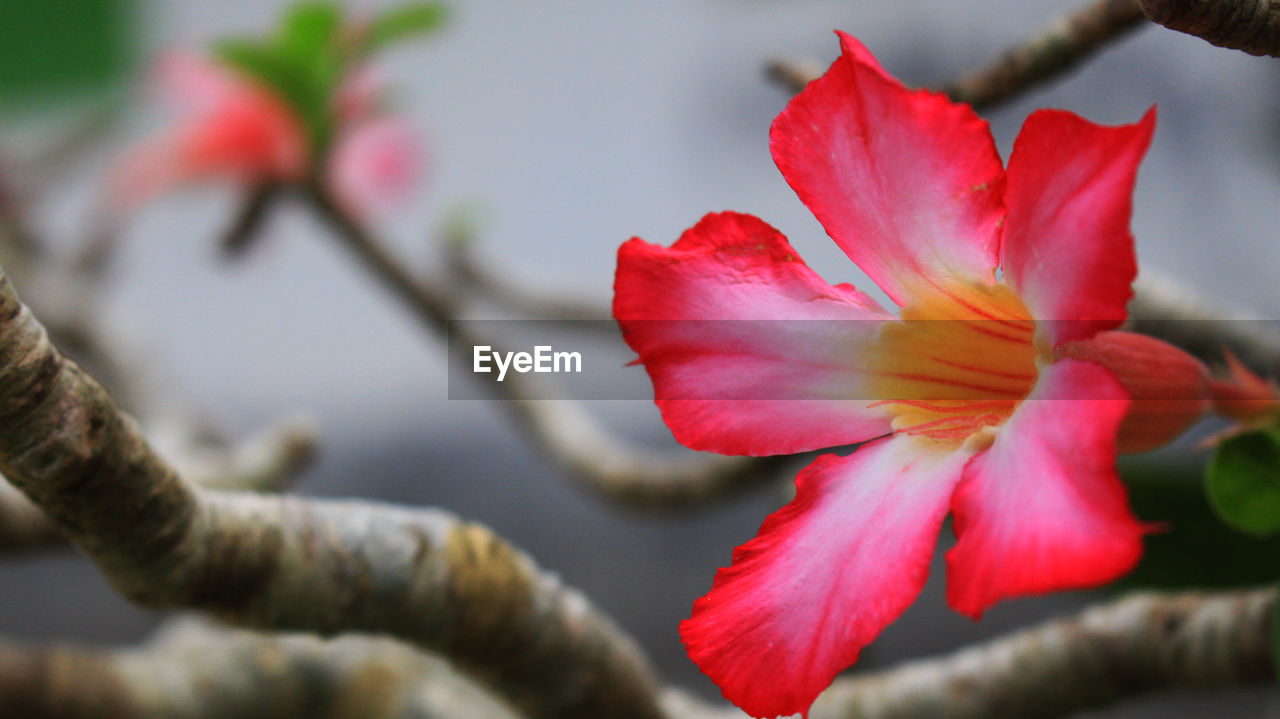 Close-up of pink flower