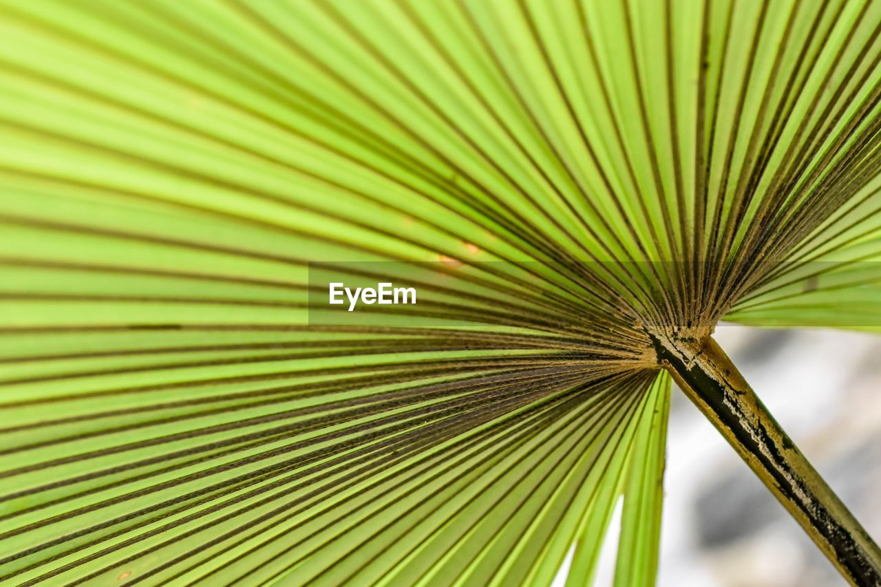 CLOSE-UP OF PALM LEAVES