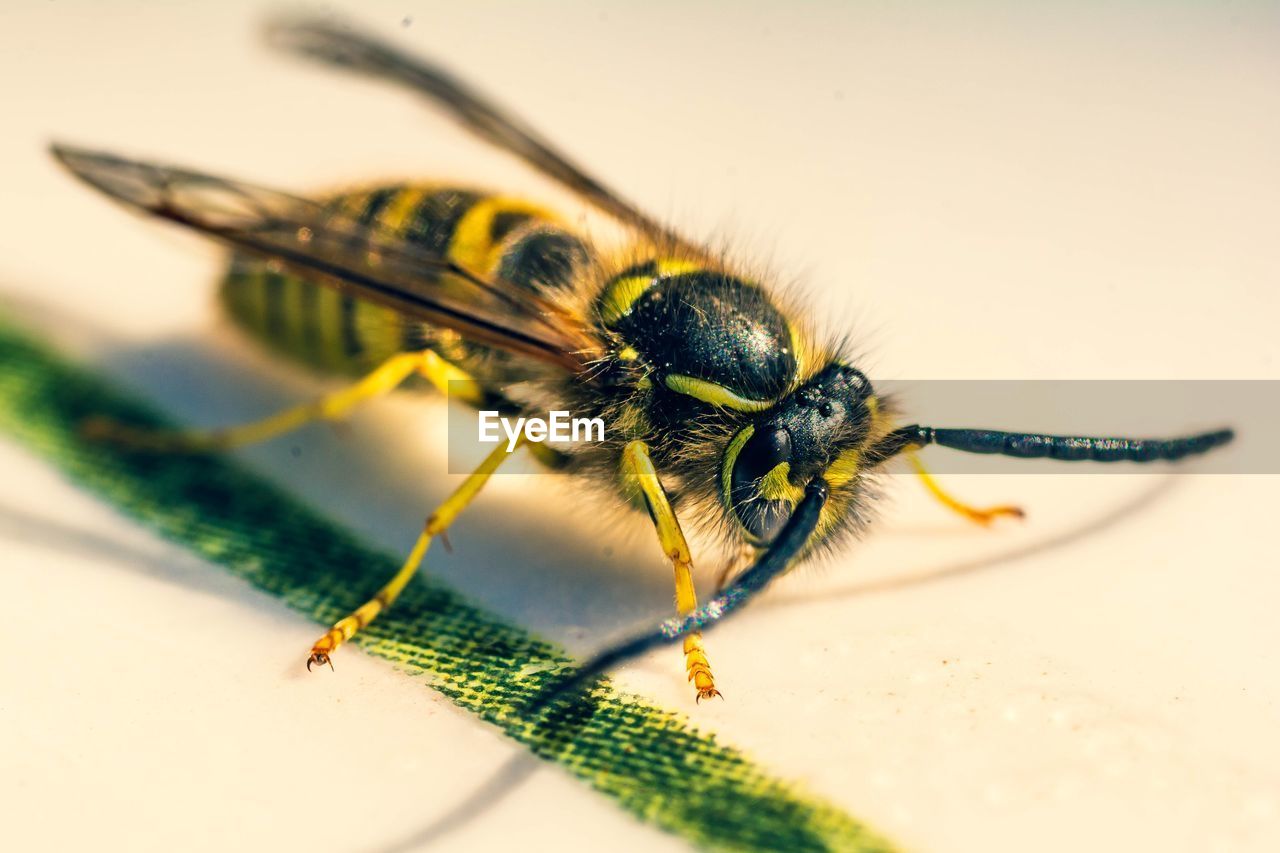 CLOSE-UP OF FLY