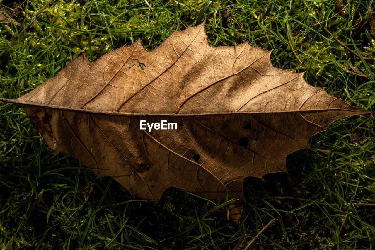 high angle view of dry leaf on grassy field