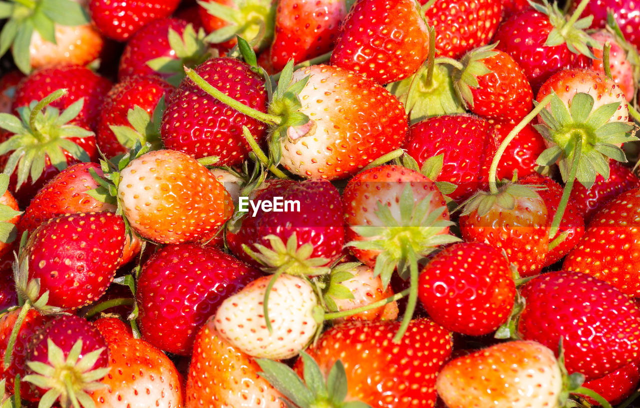 CLOSE-UP OF STRAWBERRIES