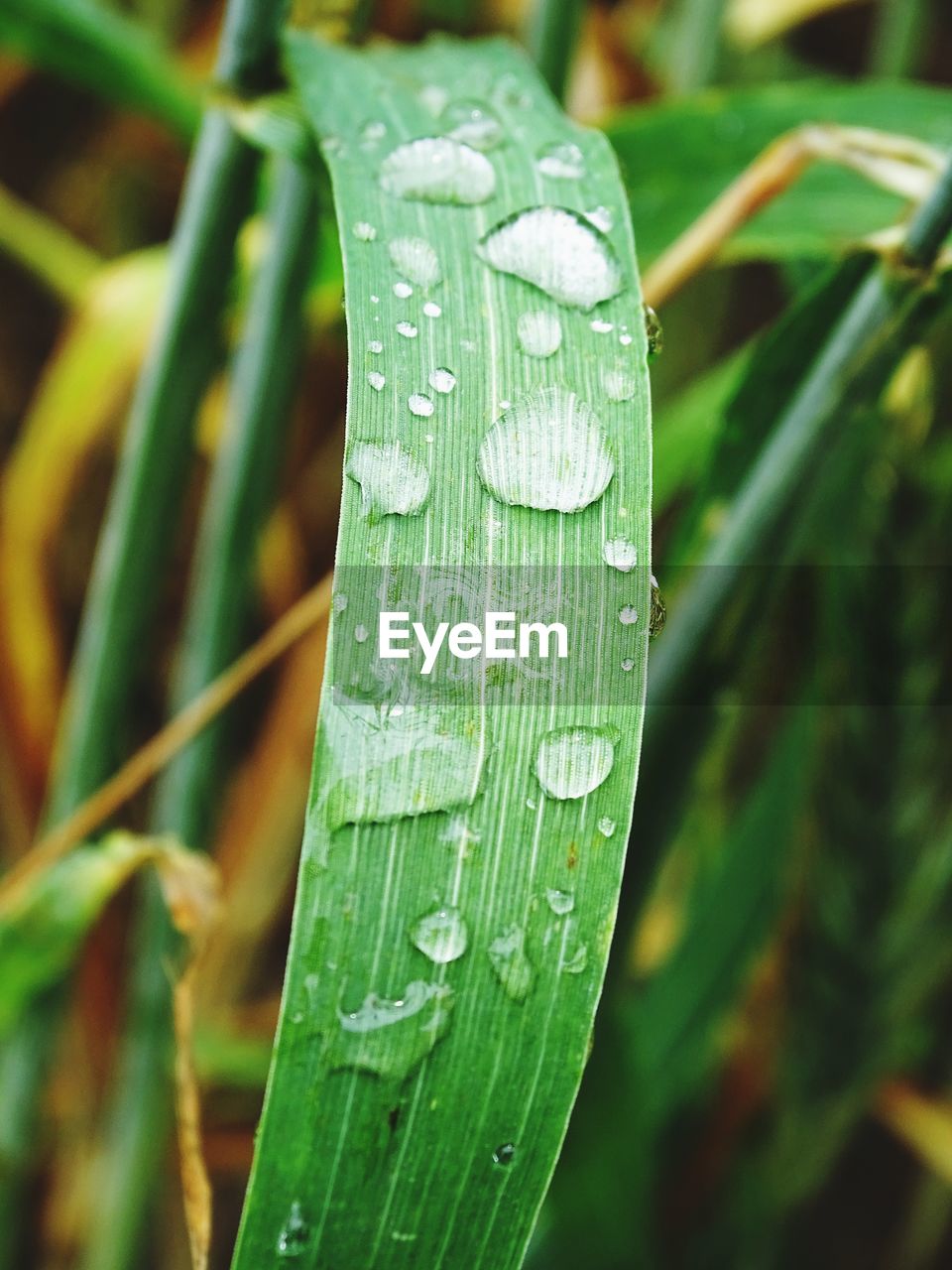 Close-up of water drops on leaf