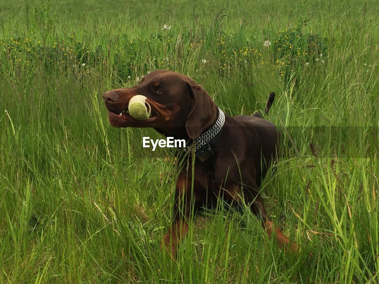 DOG STANDING ON GRASS