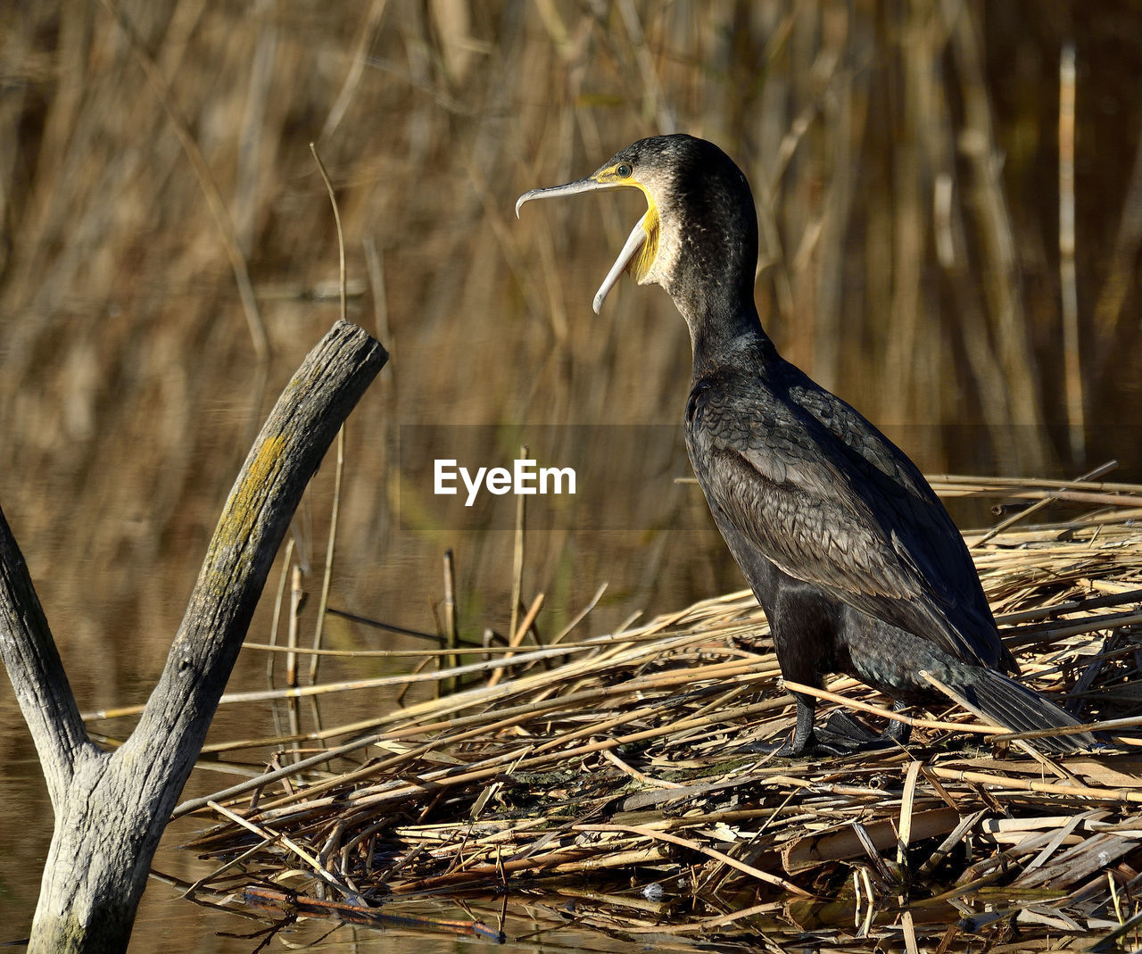 close-up of bird perching on field