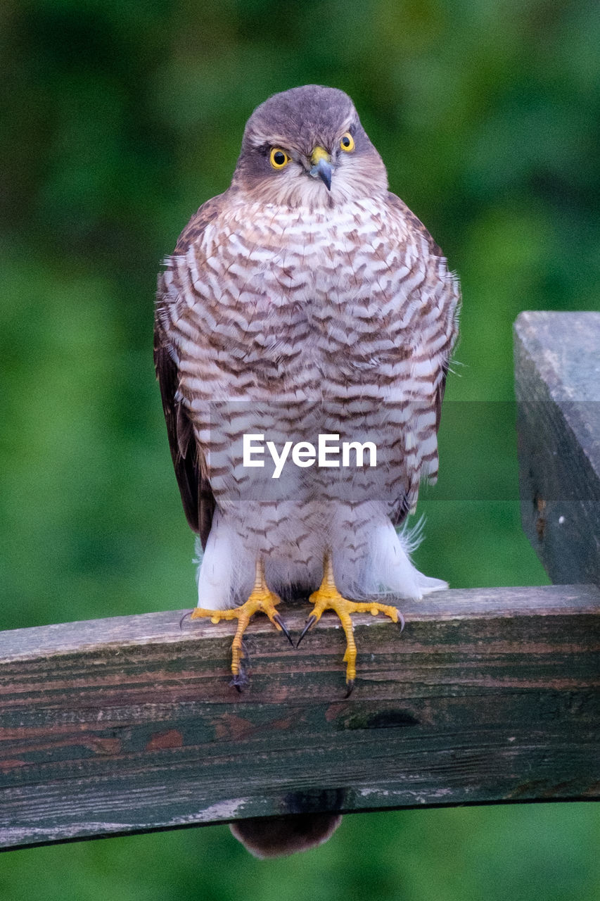 Close-up of sparrowhawk perching on wooden post