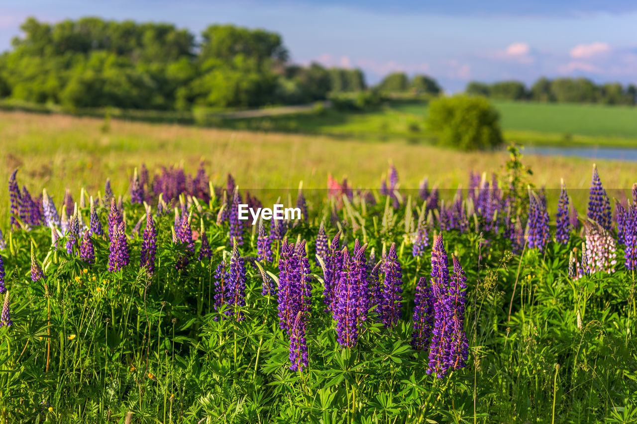 Close-up of purple lupins flowering plants on summer field at sunny day