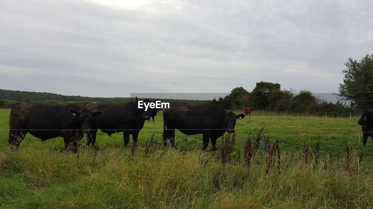 COWS GRAZING IN FIELD