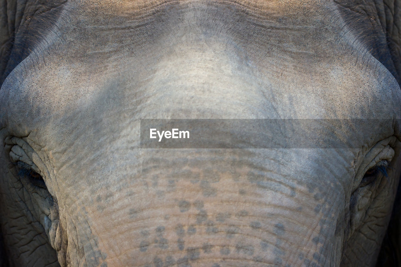 CLOSE-UP OF ELEPHANT IN THE ANIMAL