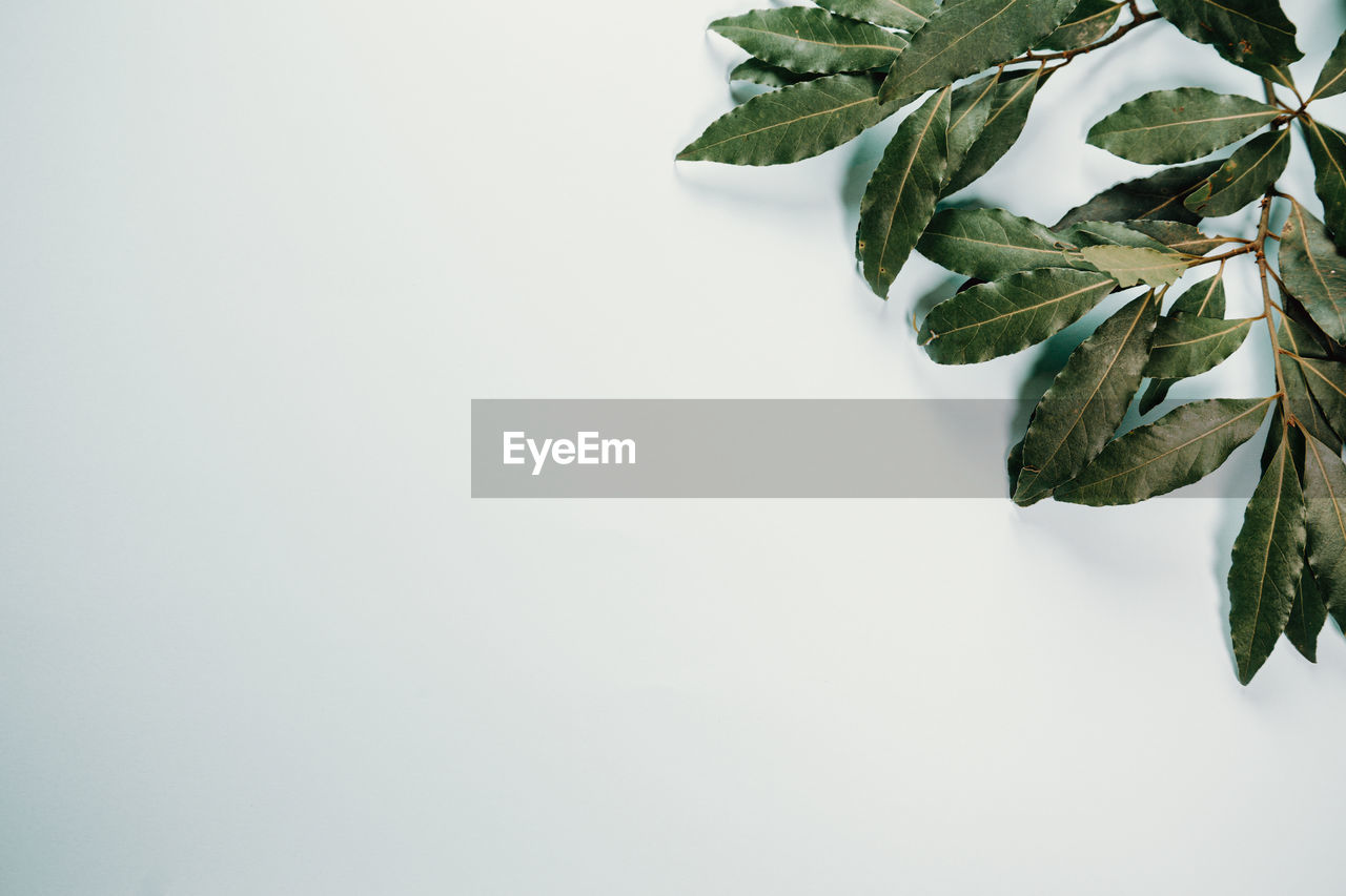 CLOSE-UP OF FRESH LEAVES OVER WHITE BACKGROUND