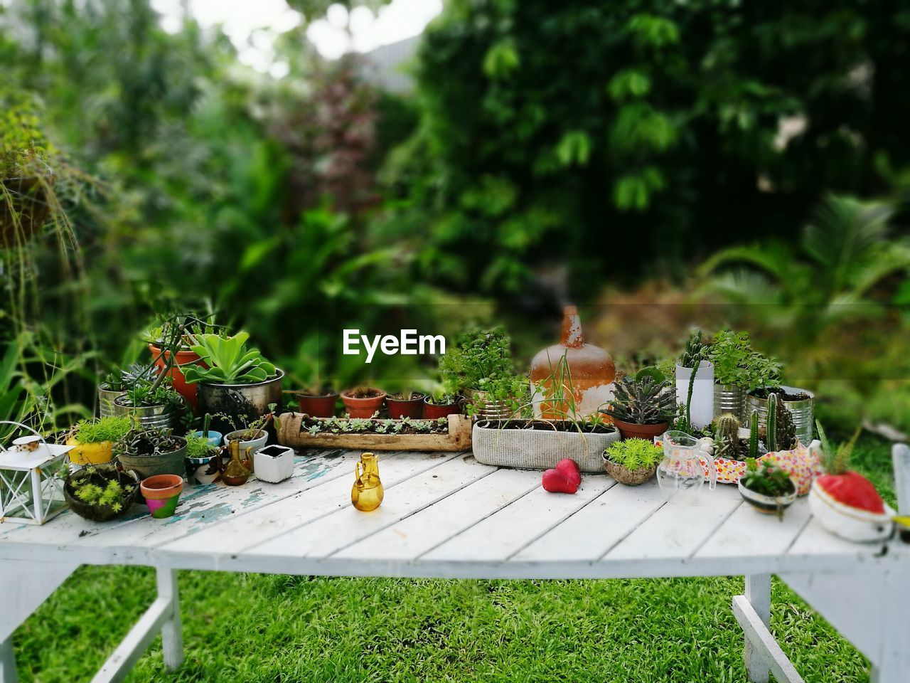 FRUITS ON TABLE