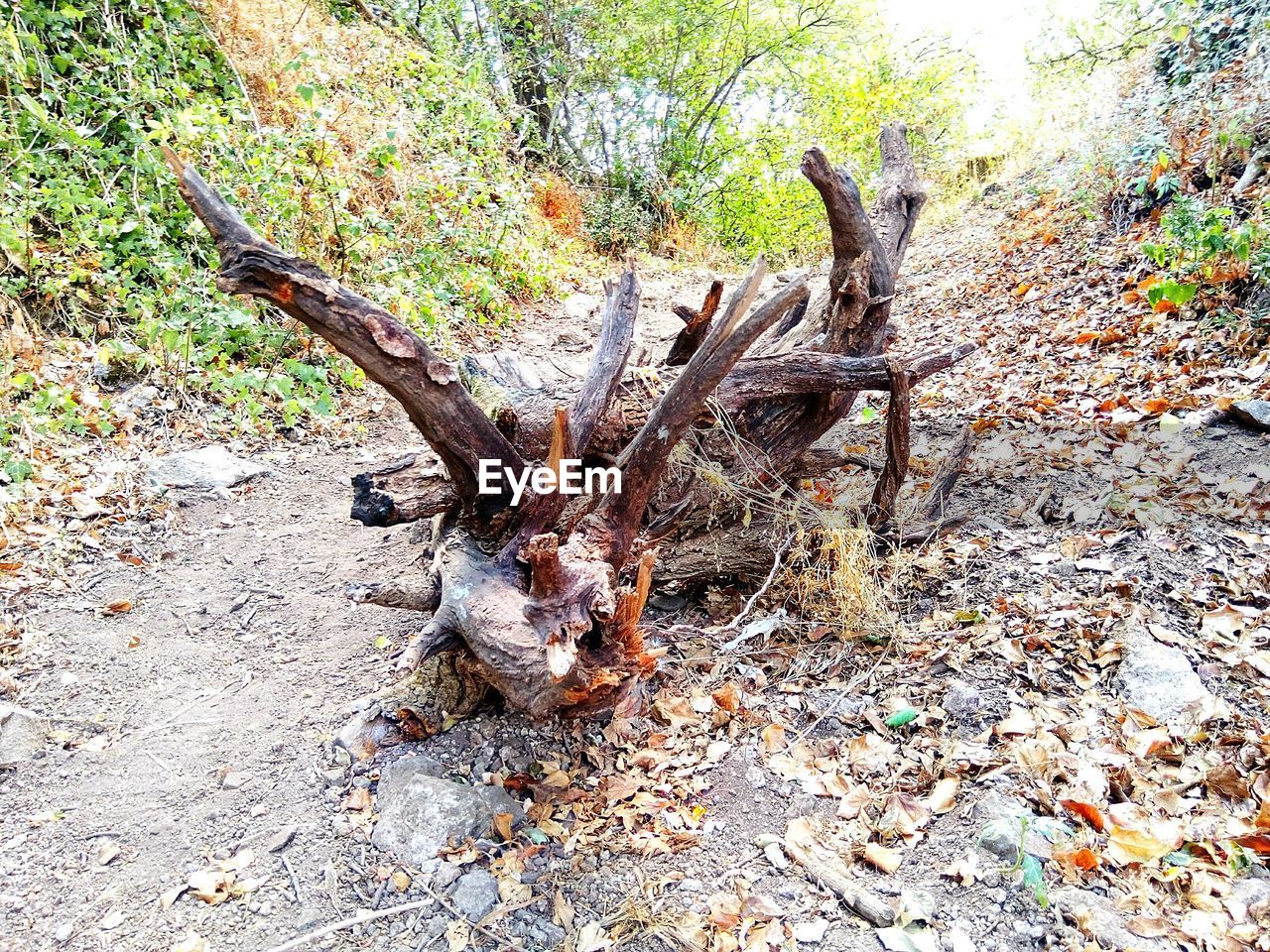 VIEW OF TREE TRUNK IN FOREST