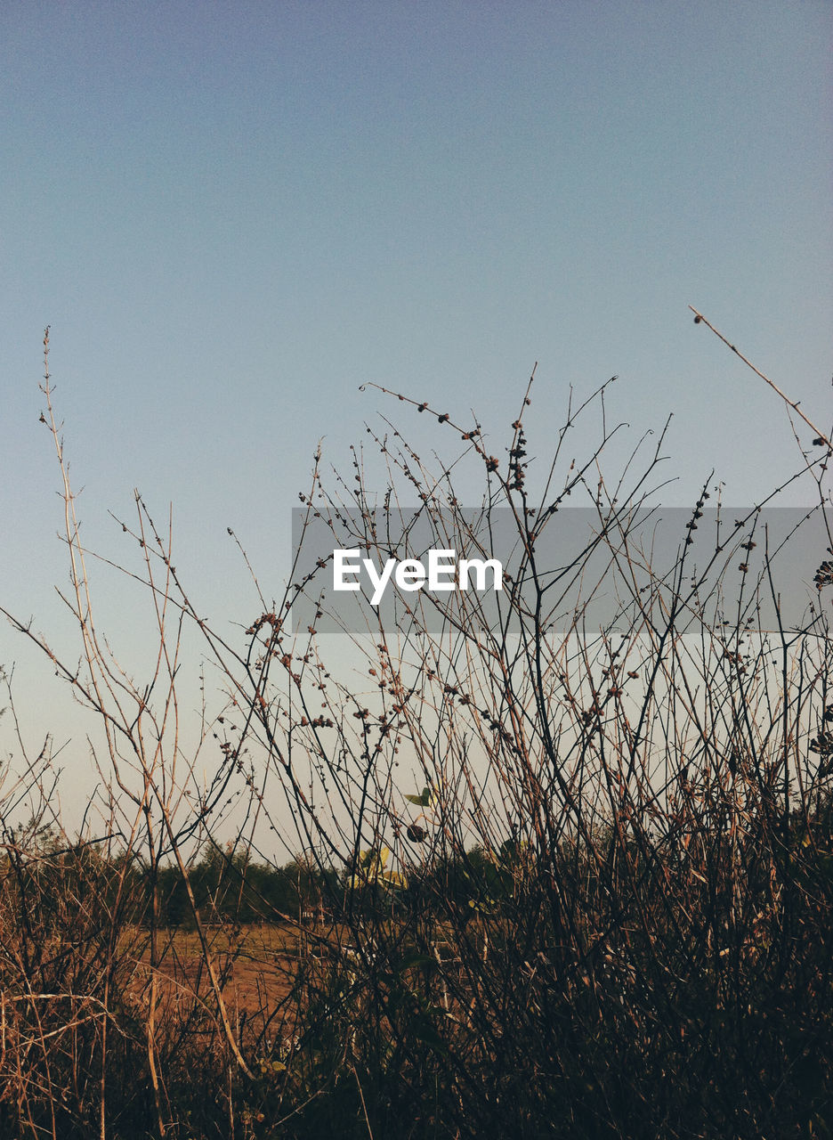 PLANTS GROWING ON FIELD AGAINST CLEAR SKY