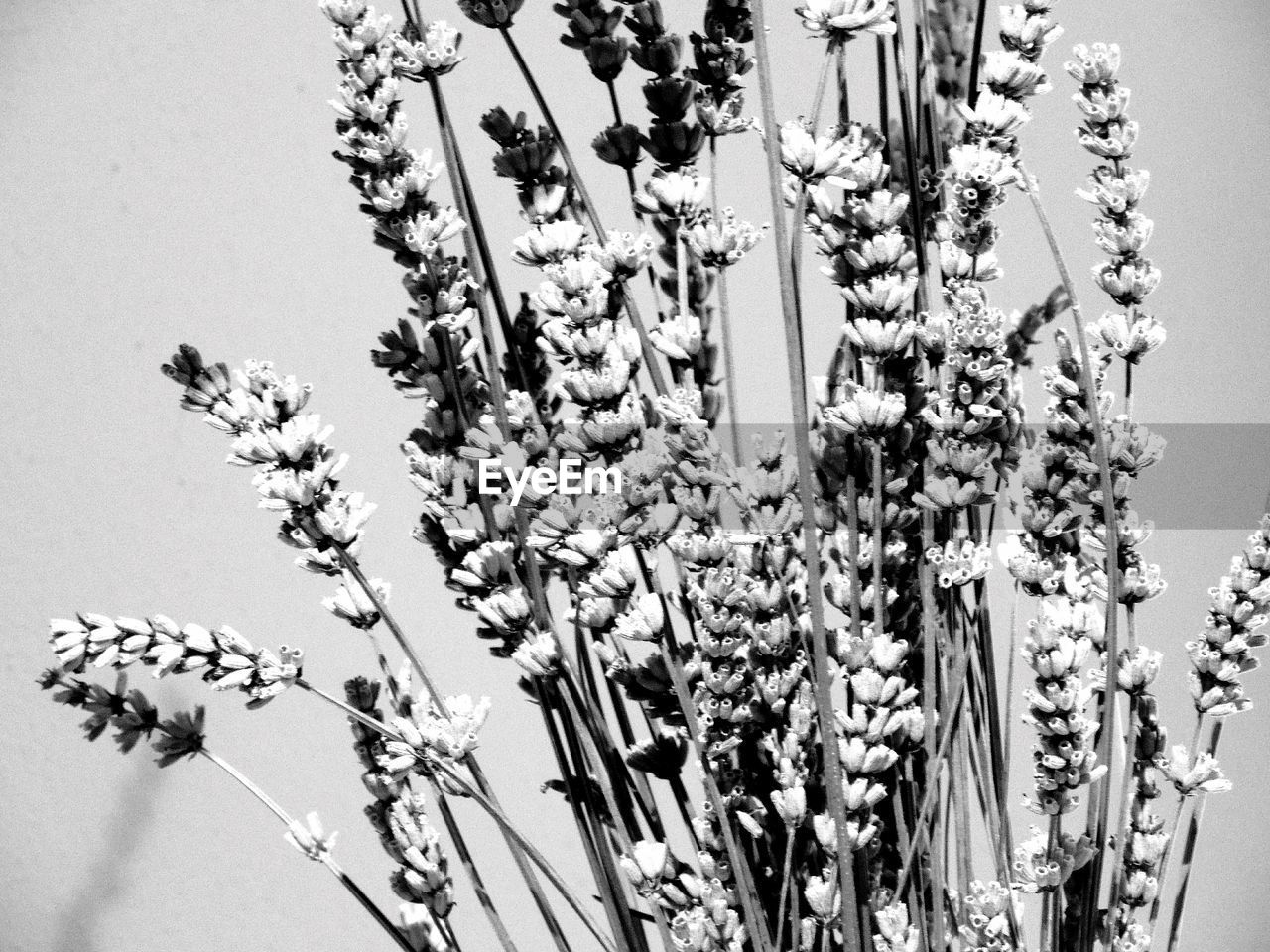 CLOSE-UP OF FLOWERS AGAINST TREES