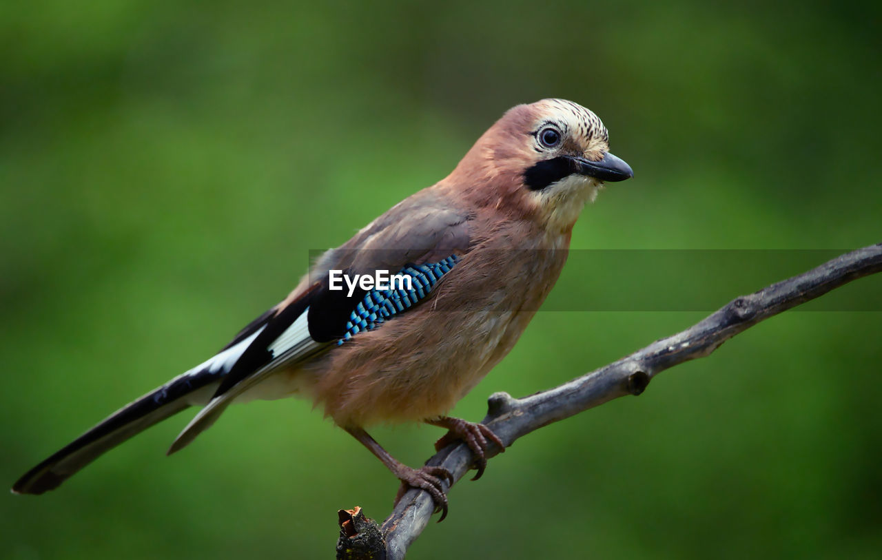 bird, animal themes, animal, animal wildlife, wildlife, one animal, beak, nature, perching, branch, full length, focus on foreground, songbird, no people, tree, plant, outdoors, close-up, beauty in nature, green background, day