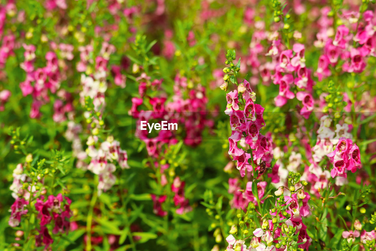 Close-up of pink flowering plants