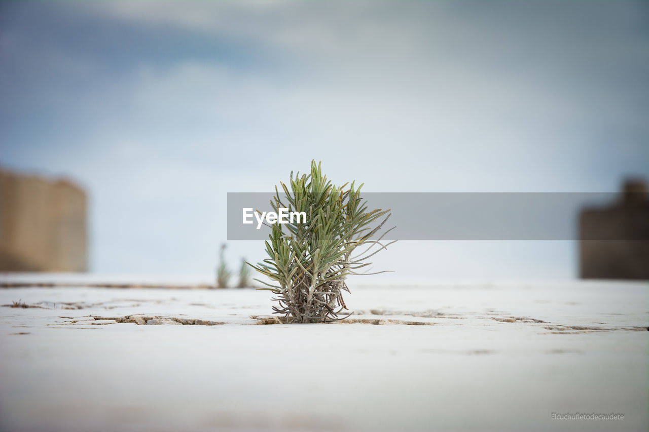 CLOSE-UP OF PLANT AGAINST TREE