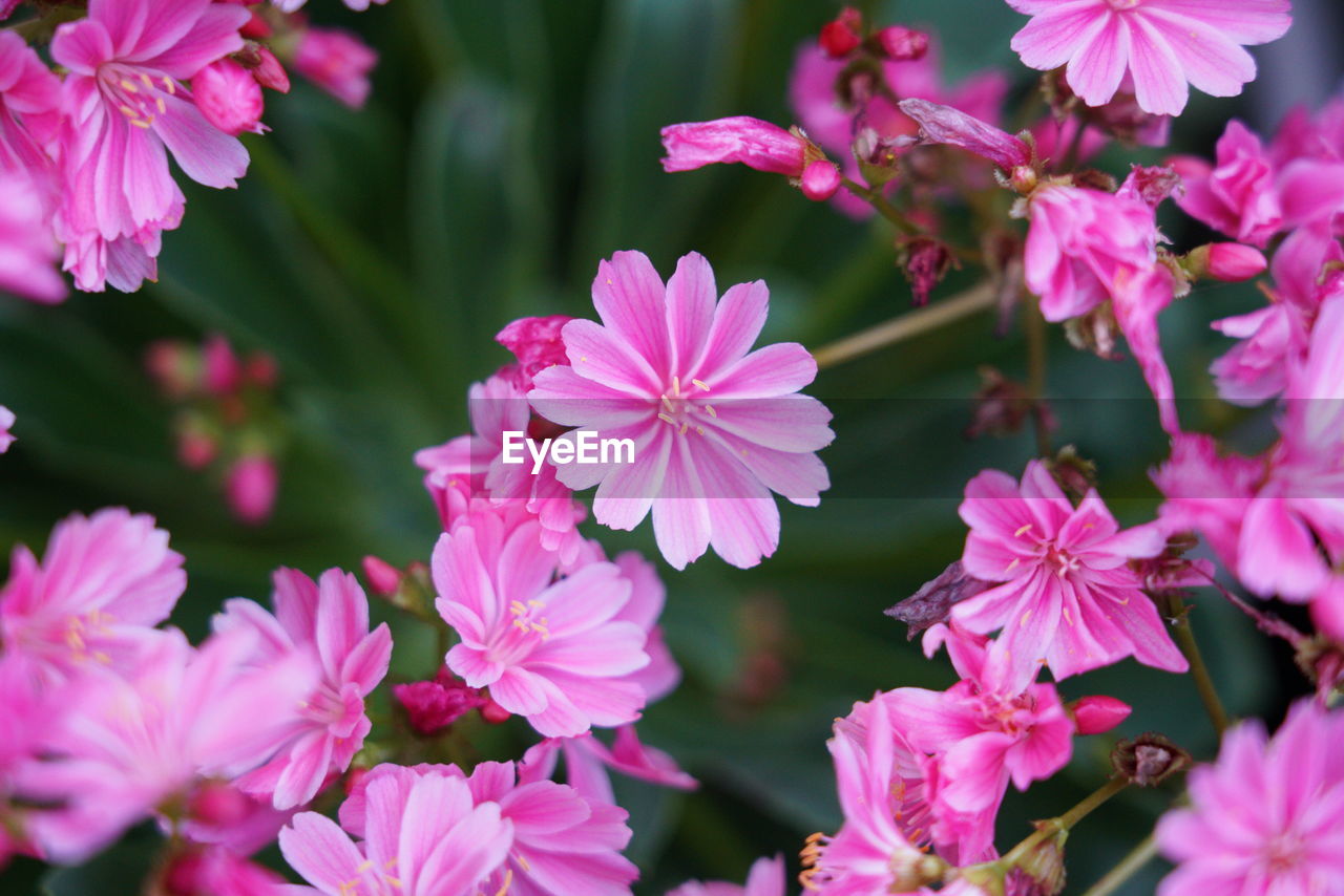 Close-up of pink flowering plants