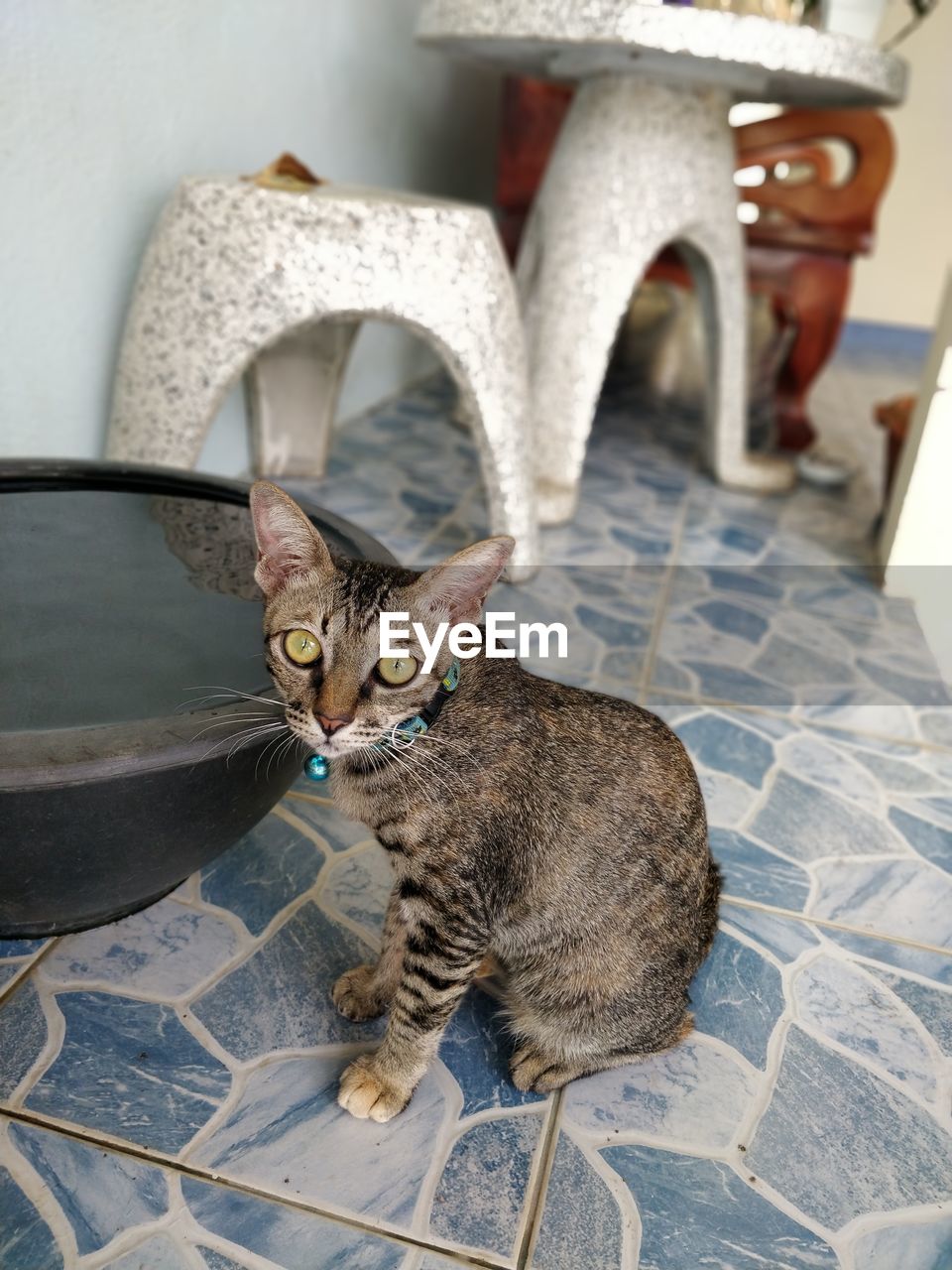 PORTRAIT OF A CAT SITTING ON FLOOR IN KITCHEN