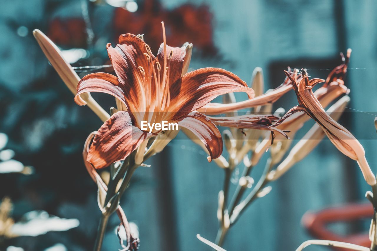 Close-up of flower against blurred background