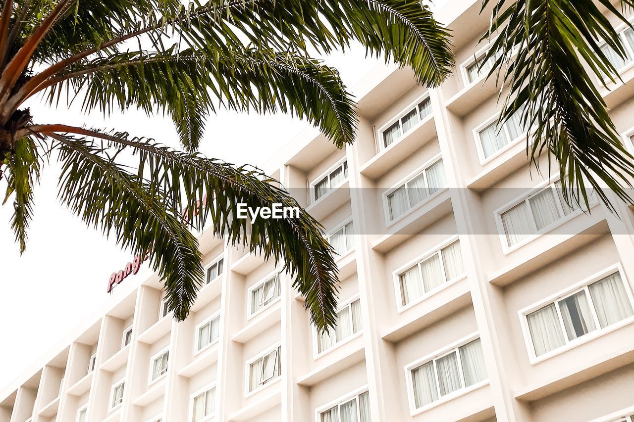 LOW ANGLE VIEW OF PALM TREE BY BUILDING