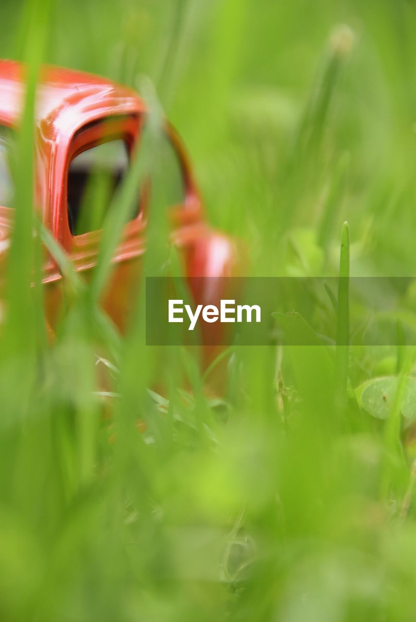 CLOSE-UP OF RED MUSHROOM ON FIELD