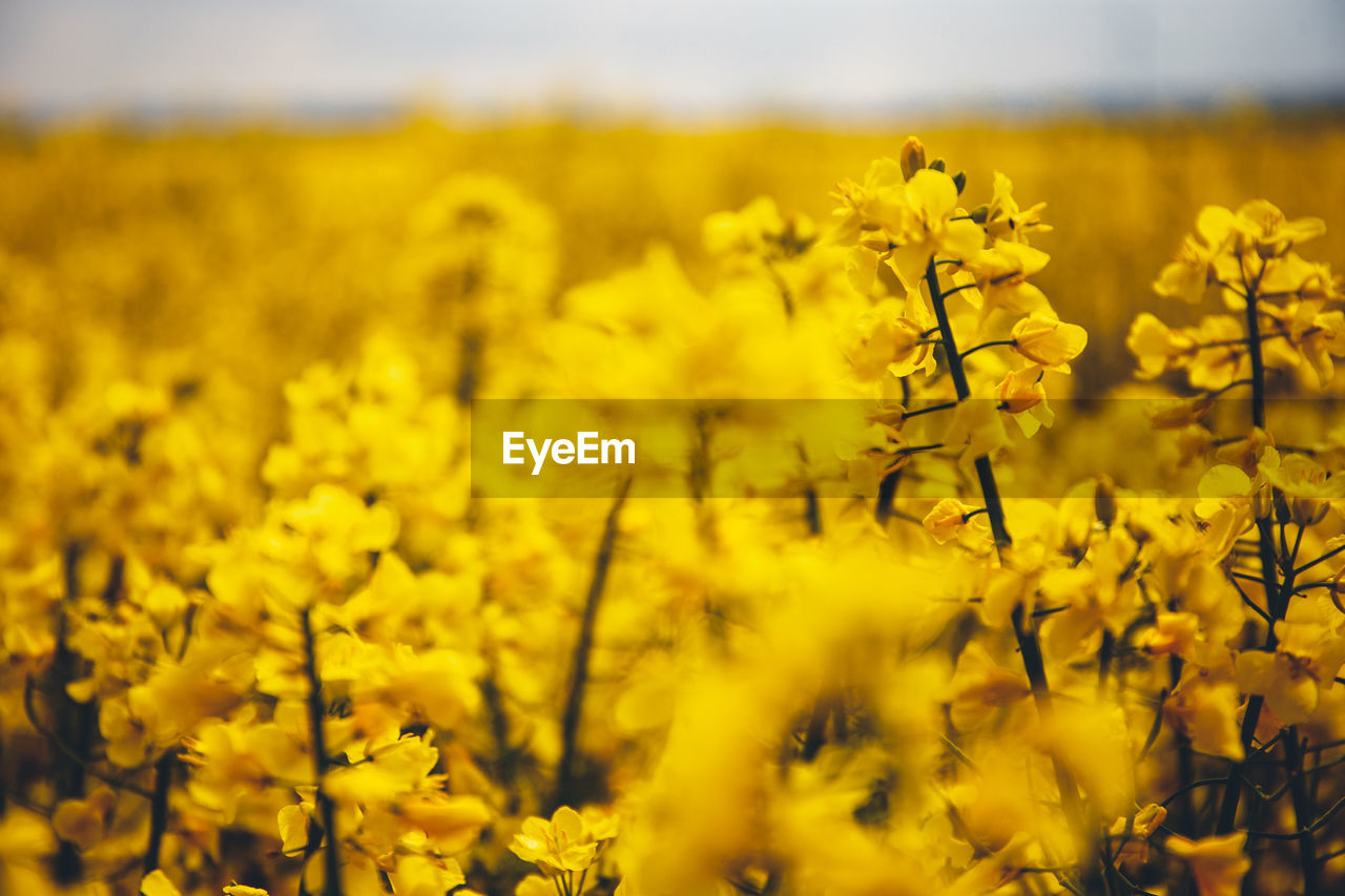 Yellow flowering plants growing on field