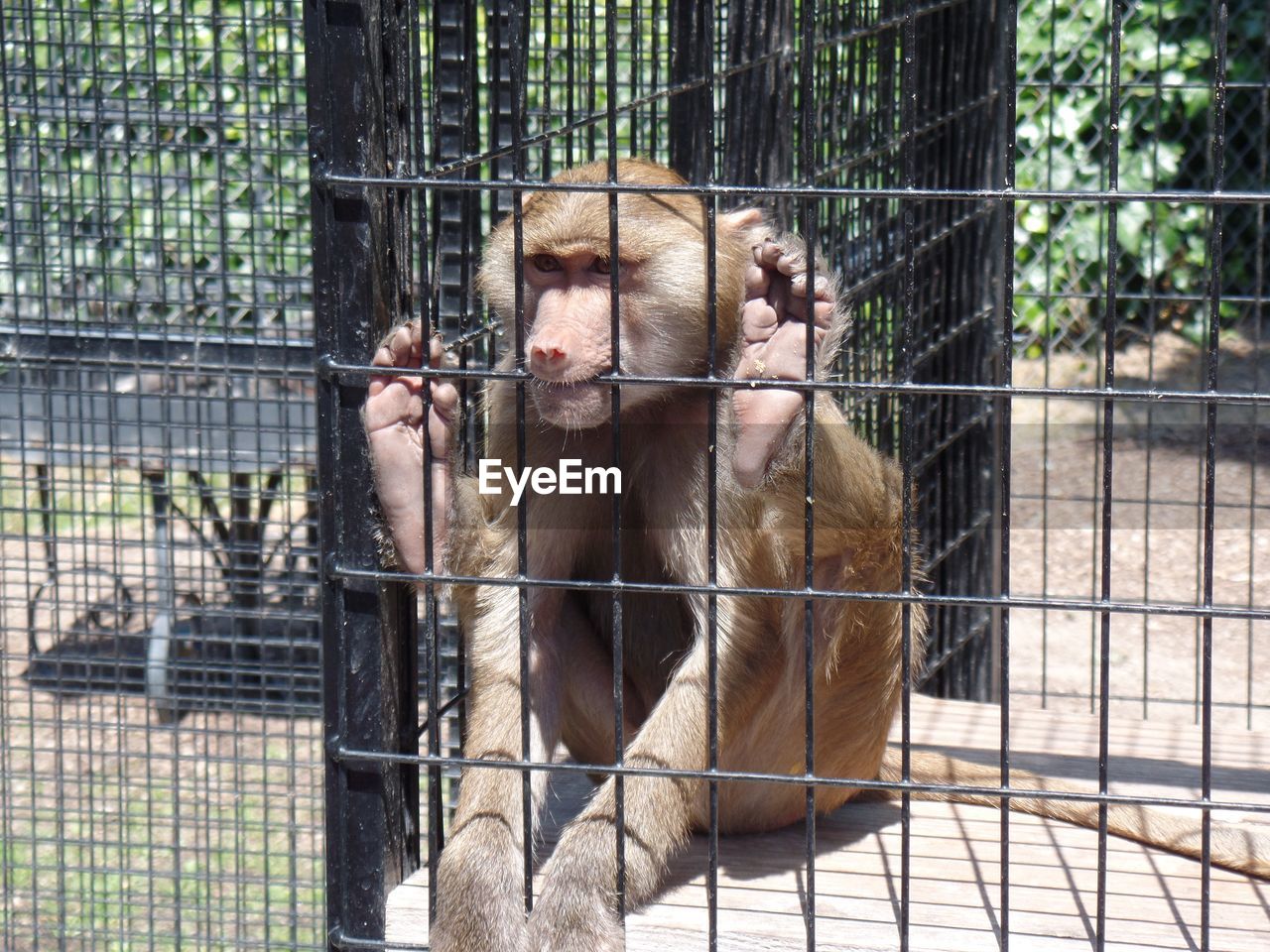 Monkey in cage at zoo